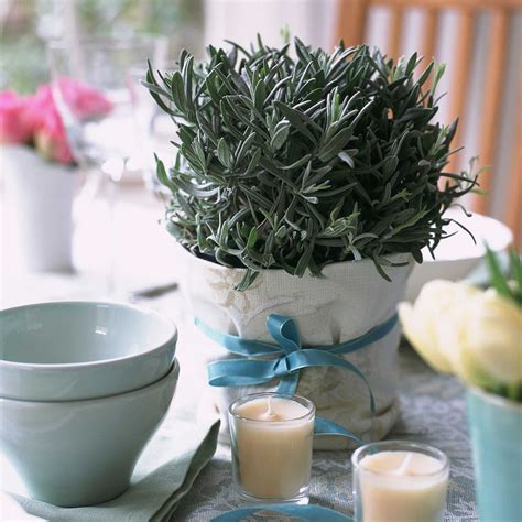Can I grow lavender indoors? Expert tips for healthy plants | Ideal Home