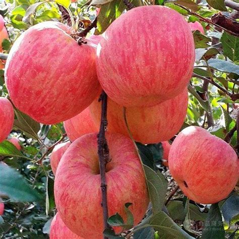 5斤装红富士苹果 红富士苹果种植基地格实价 山东-食品商务网