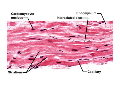 Cardiac Muscle: Longitudinal Section | Histology Coloring Book