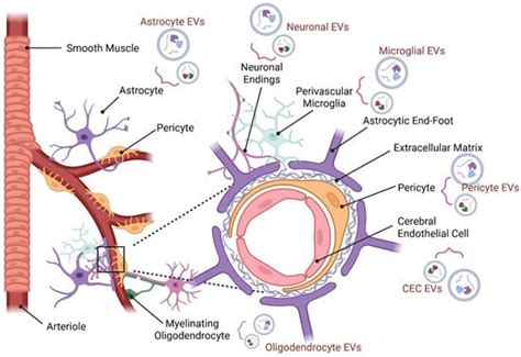 Neurovascular Unit-Derived Extracellular Vesicles as Regulators of Post ...