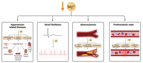 How Does Low Magnesium Affect The Heart at Bill Voigt blog