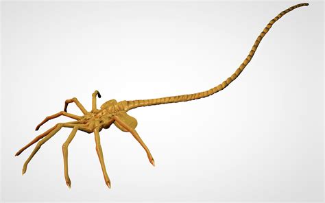 Alien Facehugger Cartoon 的图像结果