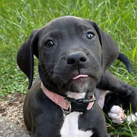 Black Lab Boxer Mix Puppy