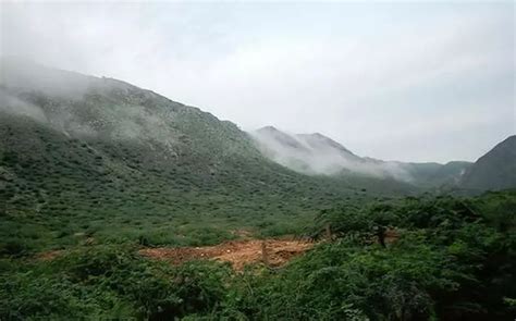 Forest, Tree Cover In India Increased By 2,216 Sq Km In 2 Yrs; Andhra ...