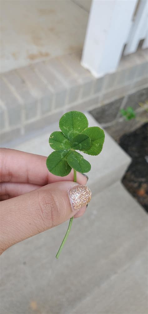 This 6-Leaf Clover : r/mildlyinteresting
