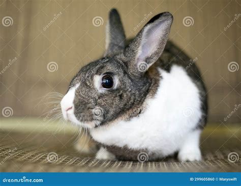 A Dutch Mixed Breed Pet Rabbit Stock Photo - Image of side, rabbit ...