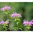 Image result for Flowers That Look Like People and Animals