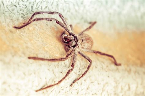 What Kills Wood Spiders at Luis Petty blog