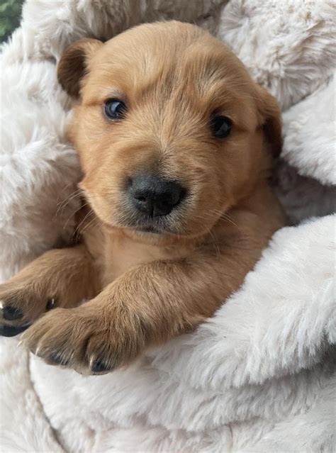 Oakville & Mississauga’s #1 Kid Friendly Puppy Yoga - Golden Retrievers ...