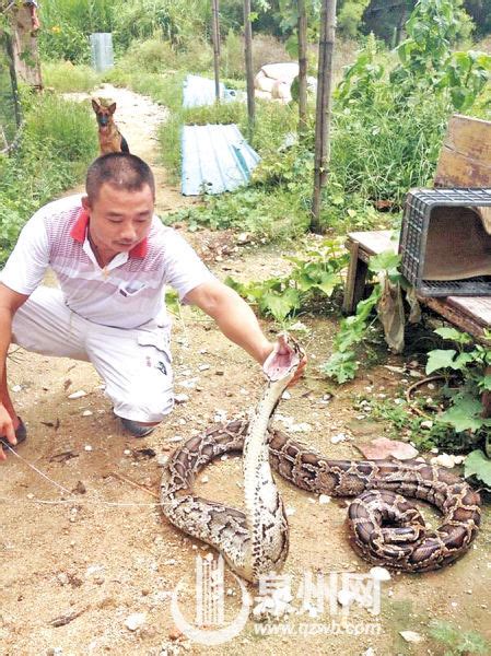 厦门学生公寓惊现50斤大蟒蛇 蛇身超3米吐出4只鸡(图)_新浪湖南新闻_新浪湖南