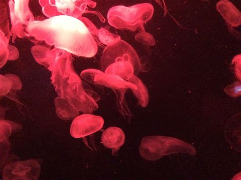 Red Jellyfish HD Wallpaper