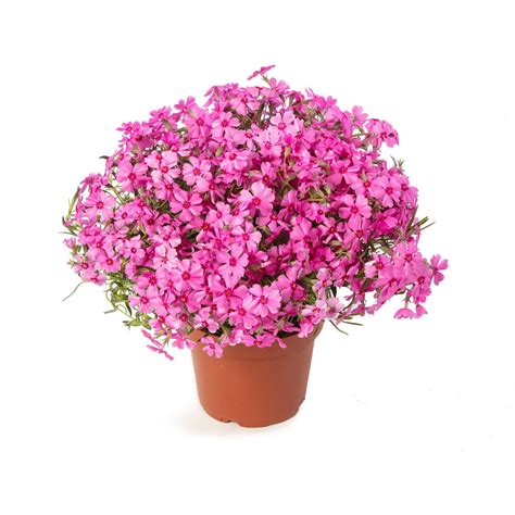 Phlox Subulata GoldiPhlox Cherry Creeping Phlox | SiteOne