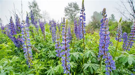 Lupin Plants: A Complete Guide to Cultivation, Benefits, and Uses - Dwello