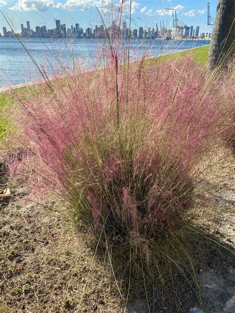 Buy Pink Muhly Grass Pink Cloud | Eureka Farms