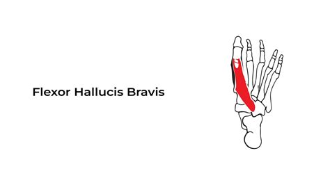Flexor Hallucis Brevis