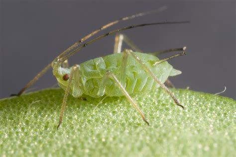 Bluegreen aphid – Cesar Australia