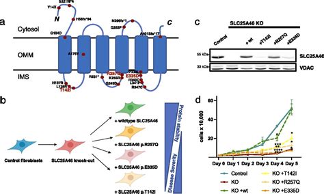 Slc46 Structure 的图像结果