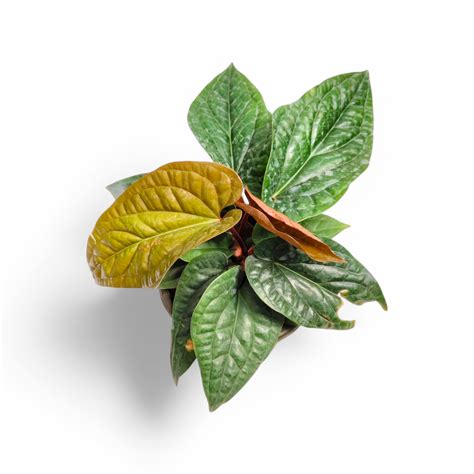 Soiled: India's No.1 Destination for Exotic & Rare Plants