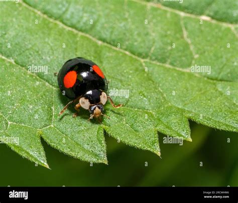 Macro shot showing a black asian ladybug with two red dots on a green ...
