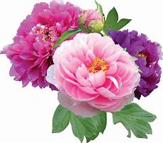peony clipart clip peonies cliparts co peony clipart clip peonies cliparts co