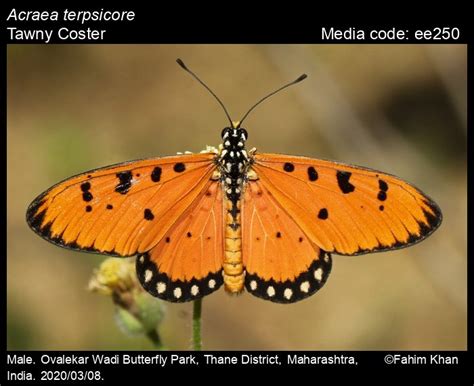Acraea terpsicore | Butterfly
