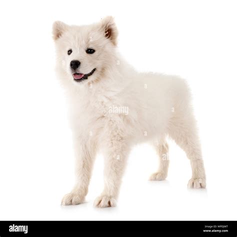 puppy samoyed dog in front of white background Stock Photo - Alamy