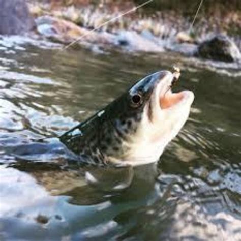 Services - Pesca in Valle del Biois - Alleghe - Falcade - Zoldo