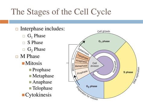 Image result for Scnt Cell Reprogramming