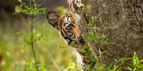 Welcome to Authorise Website of Tadoba-Andhari Tiger Reserve