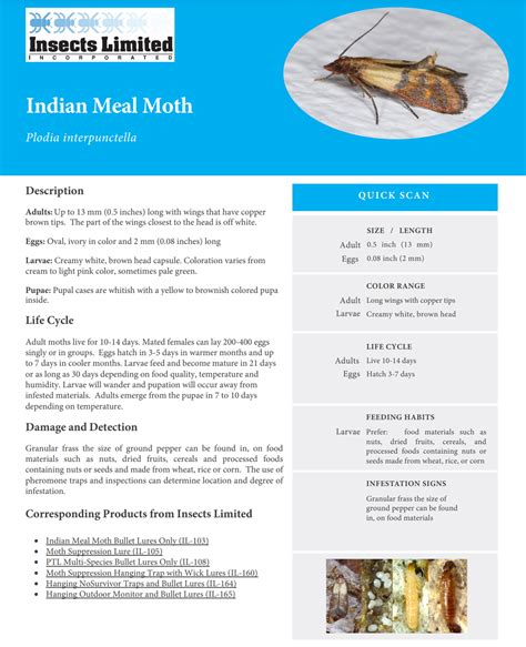Pantry Moth Life Cycle Indian Meal Moth