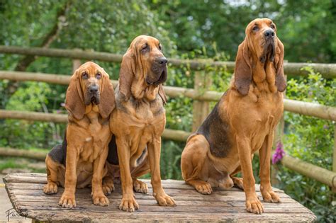 The Bloodhound: Breed Standard | The Bloodhound Club