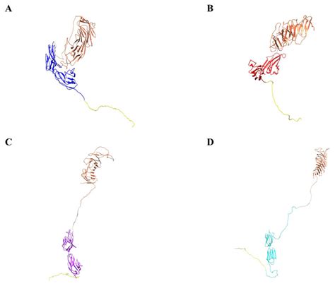 Using the Power of Junctional Adhesion Molecules Combined with the ...