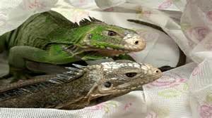 Baby anacondas, lizards and iguanas seized at Mumbai airport; Thane ...