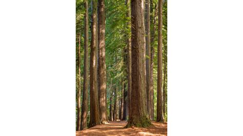Hamurana Springs Nature Reserve | Activities & Day Trips in Rotorua ...