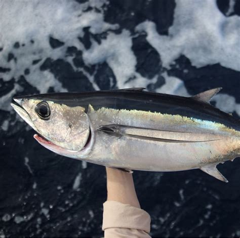 Albacore Tuna – BC Seafood Alliances