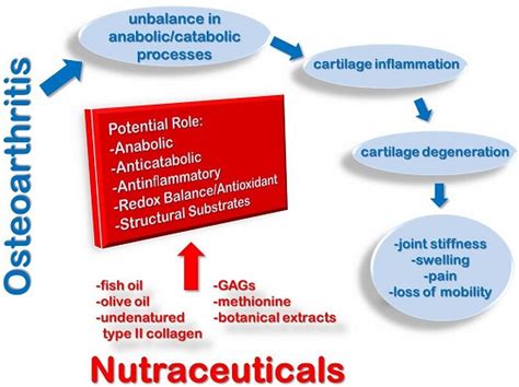 Nutraceutical Supplements in the Management and Prevention of ...