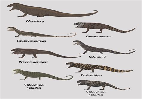 Different Types of Lizards | Prehistoric Animals