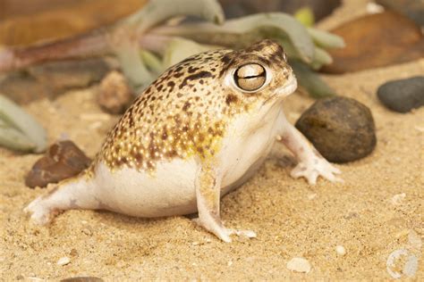 Breviceps macrops - Desert Rain Frog — NICOLAU ECOLOGY