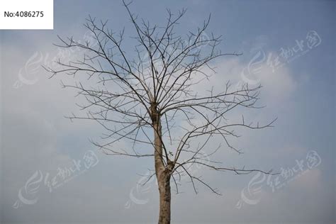 落光叶子的树高清图片下载_红动中国