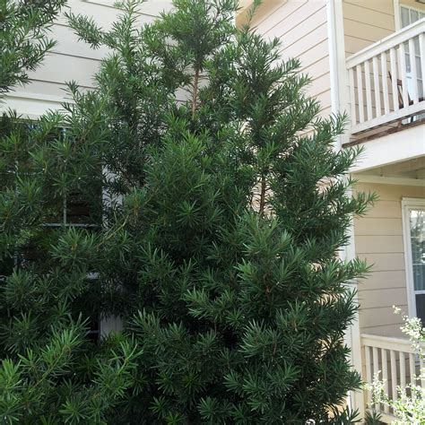 Japanese Yew Shrub
