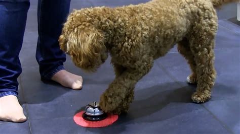 Cockapoo Biting 的图像结果