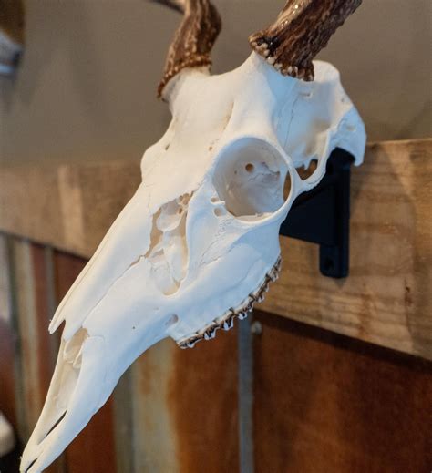 European Deer Skull Mount Hanger - Etsy