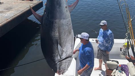 Giant bluefin tuna caught in Florida rivals state's largest