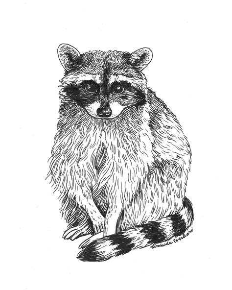 Ink illustration of a raccoon. Pen drawing of a raccoon. | Dessin stylo, Dessin d'animal, Dessin