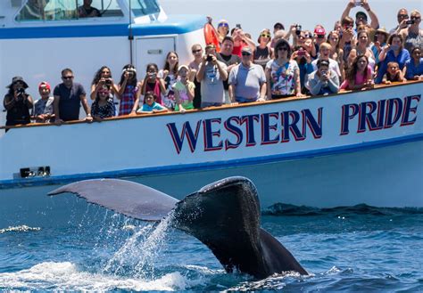 Newport Landing Whale Watching | Buena Park, CA