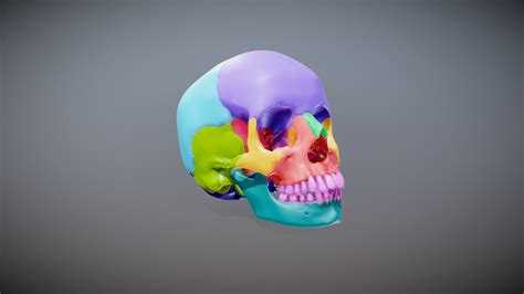 Anatomy Quick Guide: The Skull - 3D model by Living Thing: Science ...