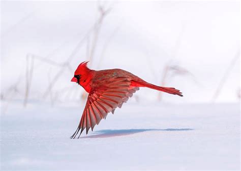 10 Fun Facts About the Northern Cardinal | Audubon