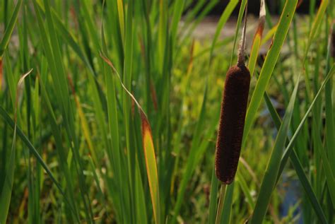 Cattail Plant
