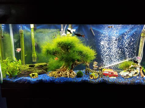 Image result for Planting Java Moss