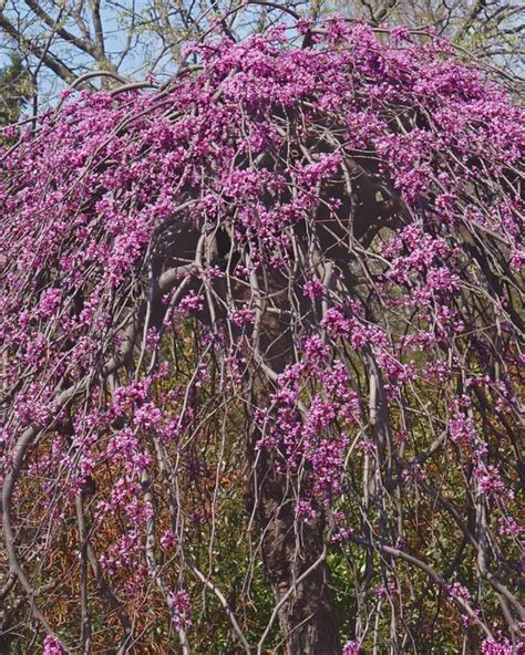 7 Breathtaking Weeping Redbud Trees You Need to See